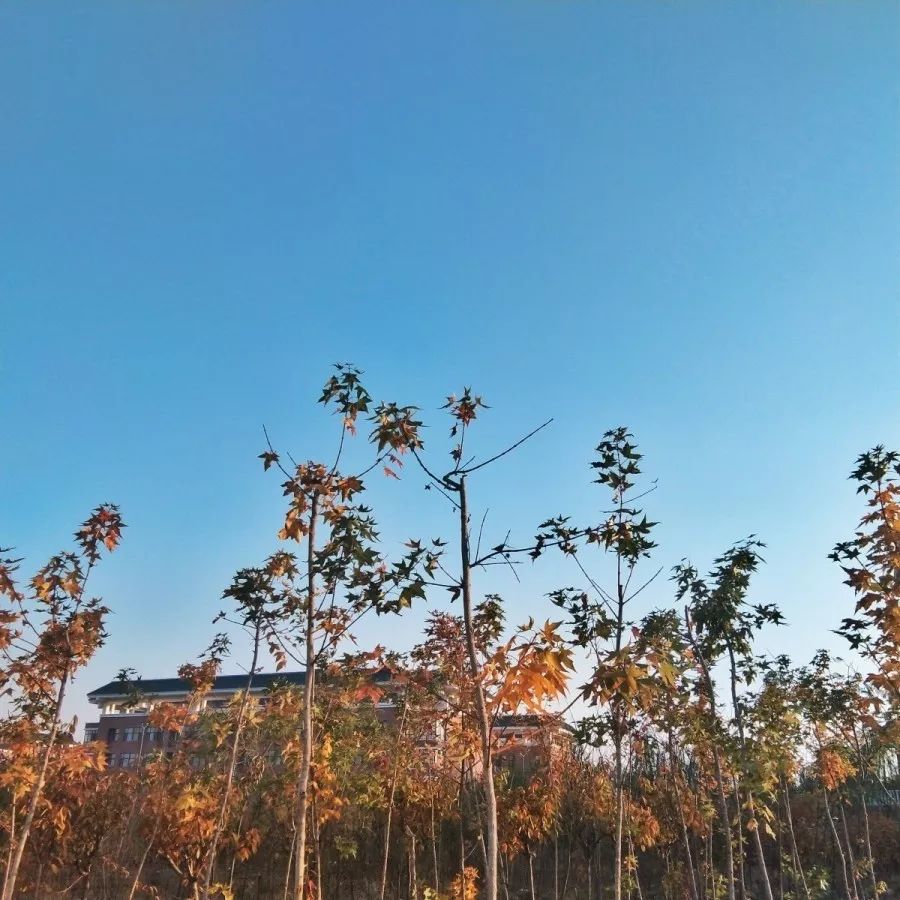 山東力明科技職業(yè)學院