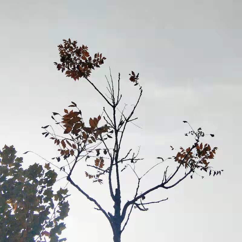 山東力明科技職業(yè)學(xué)院 山東力明科技職業(yè)學(xué)院