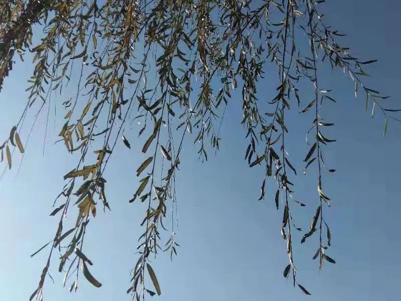 圖片11.png 山東力明科技職業(yè)學(xué)院