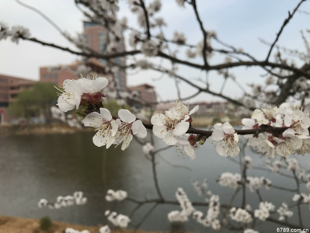 山東力明科技職業(yè)學(xué)院 山東力明科技職業(yè)學(xué)院